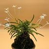 neofinetia falcata Kinboshi 金星